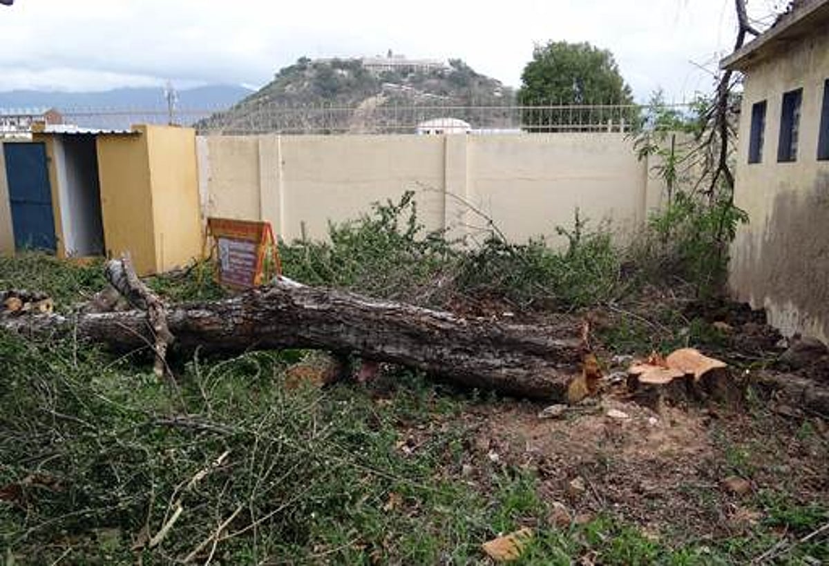 நீதிமன்ற வளாகத்தில் 20வருட மரம் வெட்டப்பட்டதால் பரபரப்பு